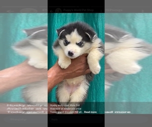 Siberian Husky Puppy for sale in Mothihari, Bihar, India