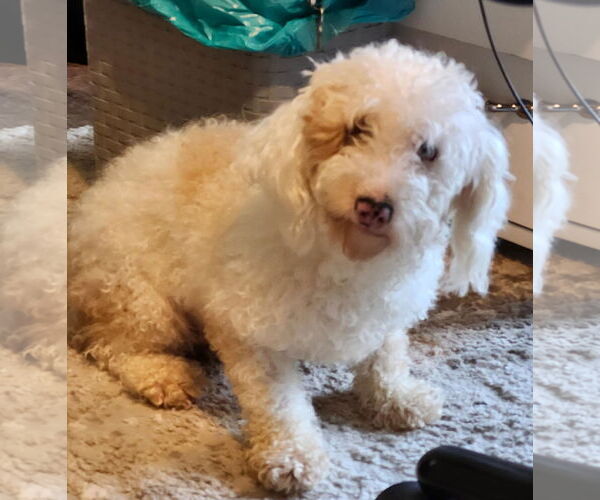 Medium Photo #3 Poodle (Miniature) Puppy For Sale in Royal Palm Beach, FL, USA