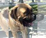 Small #3 Bullmastiff