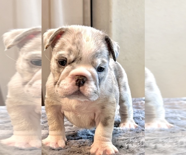 Medium Photo #5 English Bulldog Puppy For Sale in VIRGINIA BEACH, VA, USA