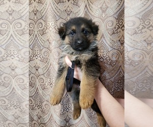 German Shepherd Dog Puppy for sale in INMAN, SC, USA