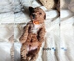 Small Photo #84 Goldendoodle (Miniature) Puppy For Sale in GASTONIA, NC, USA