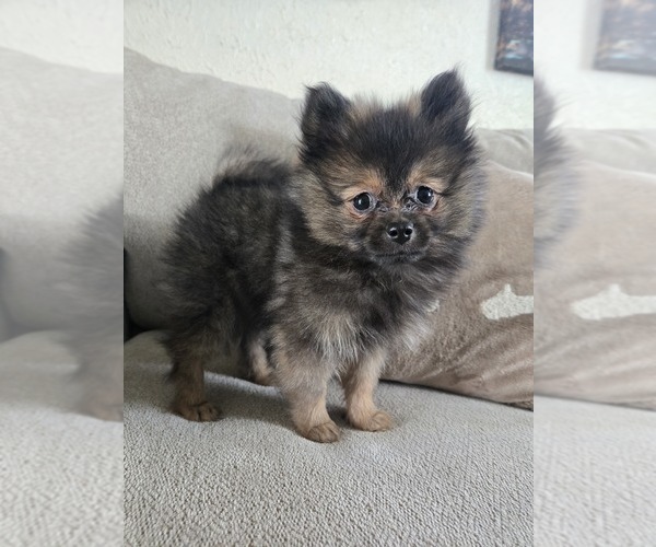 Medium Photo #24 Pomeranian Puppy For Sale in BRONSON, MI, USA