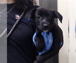 CINNAMON - Female Mutt Dog for Adoption - Small photo
