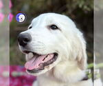 Small #5 Great Pyrenees