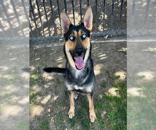 Medium Photo #2 German Shepherd Dog-Unknown Mix Puppy For Sale in Riverside, CA, USA