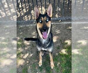 SIERRA - Female German Shepherd Dog-Unknown Mix Dog for Adoption - Photo #2