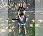 Small #1 German Shepherd Dog Mix