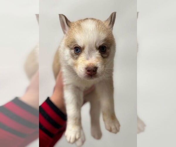 Medium Photo #1 Siberian Husky Puppy For Sale in Matawan, NJ, USA