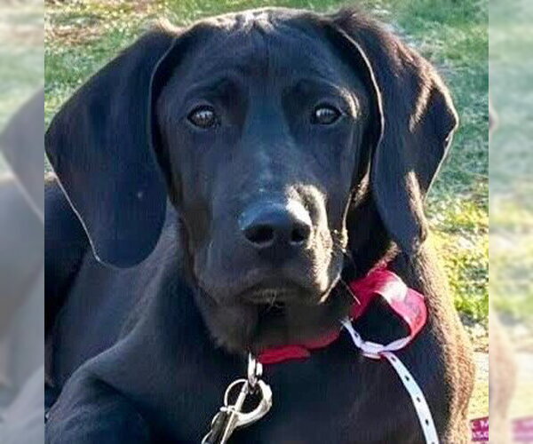 Medium Photo #3 Coonhound-Unknown Mix Puppy For Sale in Canton, CT, USA