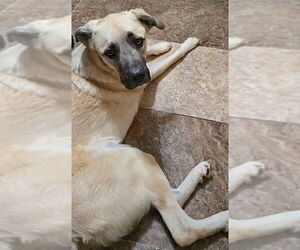 Anatolian Pyrenees Dogs for adoption in Mount Airy, NC, USA