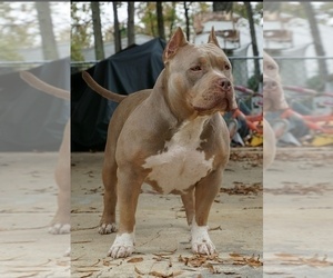 Mother of the American Bully puppies born on 12/26/2021