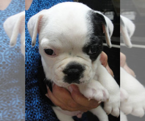 Boston Terrier Puppy for sale in CRKD RVR RNCH, OR, USA