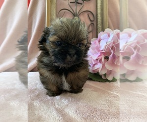 Shih Tzu Puppy for sale in OWINGSVILLE, KY, USA