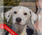 Blanche - Female Beagle-Pointer Mix Dog for Adoption - Small photo