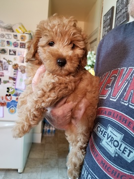 Medium Photo #1 Goldendoodle-Poodle (Miniature) Mix Puppy For Sale in PARADISE, PA, USA
