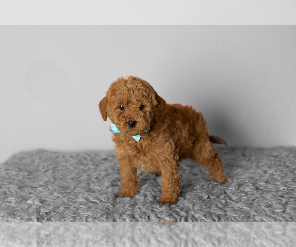 Medium Photo #1 Poodle (Miniature) Puppy For Sale in SHIPSHEWANA, IN, USA