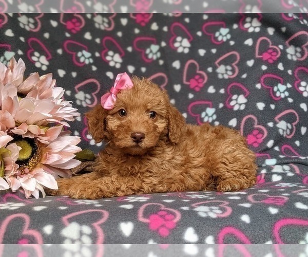 Medium Photo #5 Miniature Labradoodle Puppy For Sale in KIRKWOOD, PA, USA