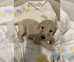 Poodle (Standard) Puppy for sale in GREENVILLE, NC, USA