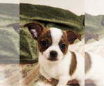 Small #3 Chihuahua