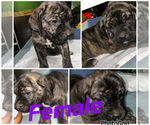 Small #6 Cane Corso-Presa Canario Mix