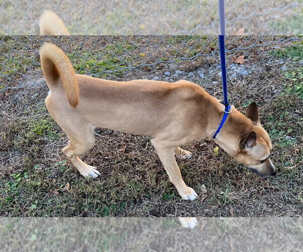 Medium Photo #2 Mutt Puppy For Sale in Tarboro, NC, USA