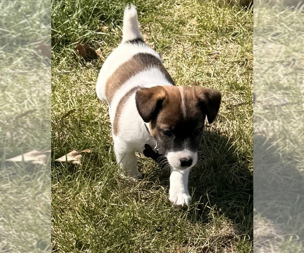 Medium Photo #4 Jack Russell Terrier Puppy For Sale in FREEMAN, MO, USA