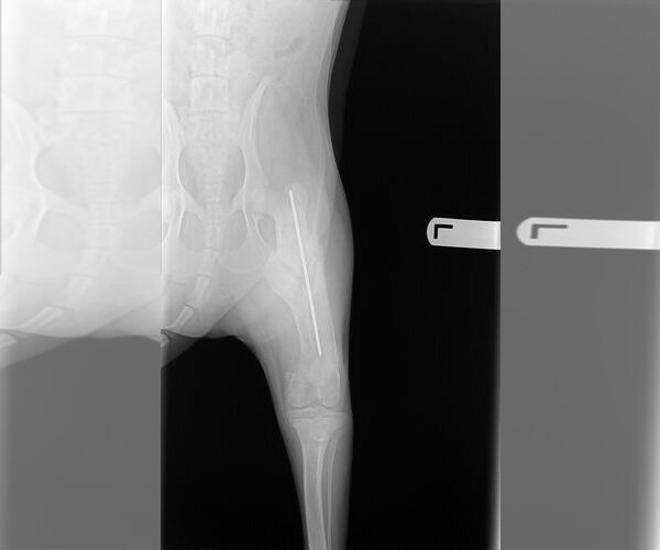 Medium Photo #7 Catahoula Leopard Dog-Holland Shepherd Mix Puppy For Sale in McKinney, TX, USA