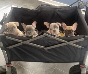 French Bulldog Puppy for Sale in DESLOGE, Missouri USA