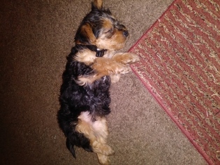 Yorkshire Terrier Puppy for sale in PLANO, TX, USA