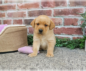 Labrador Retriever Puppy for sale in SYRACUSE, IN, USA