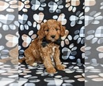 Small Photo #3 Cavapoo Puppy For Sale in NOTTINGHAM, PA, USA