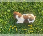 Puppy Male 3 German Shorthaired Pointer