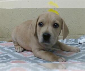 Labrador Retriever Dogs for adoption in Downey, CA, USA
