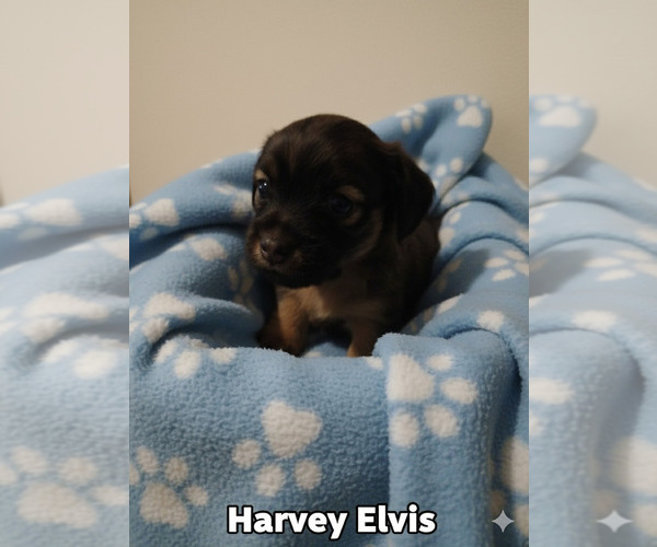 Medium Photo #1 Chihuahua Puppy For Sale in NORWAY, MI, USA