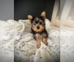 Small #5 Yorkshire Terrier