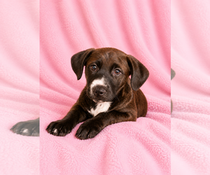 Labrador Retriever-Unknown Mix Dogs for adoption in Sanford, FL, USA