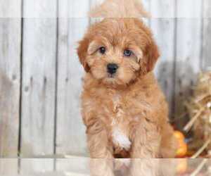 Cavapoo Puppy for sale in MOUNT VERNON, OH, USA