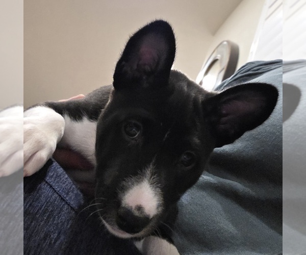 Medium Photo #4 Basenji Puppy For Sale in LEHI, UT, USA