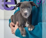 Small #2 American Staffordshire Terrier-Labrador Retriever Mix