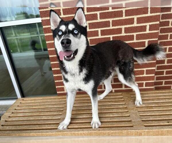 Medium Photo #2 Siberian Husky-Unknown Mix Puppy For Sale in Grand Prairie, TX, USA
