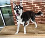 Small #1 Siberian Husky Mix