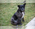 Small Photo #1 Australian Cattle Dog-Miniature Australian Shepherd Mix Puppy For Sale in SULLIVAN, OH, USA