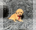 Small Cavapoo (Toy)