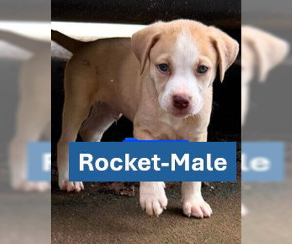 Medium Photo #2 Labrador Retriever-Unknown Mix Puppy For Sale in Sheboygan, WI, USA