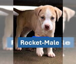 Small #1 Labrador Retriever Mix