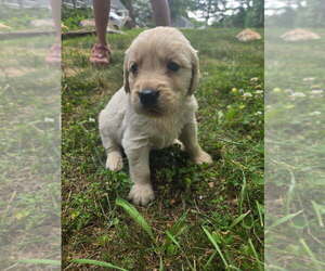Golden Retriever Puppy for sale in LYNCHBURG, VA, USA