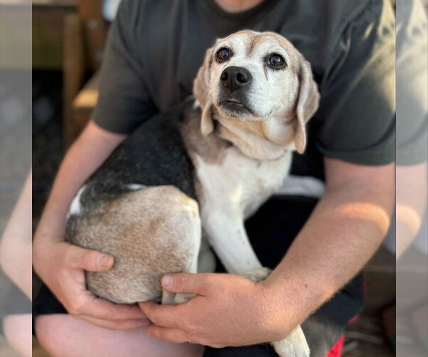 Medium Photo #3 Beagle Puppy For Sale in Bellingham, WA, USA