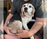 Small #2 Beagle