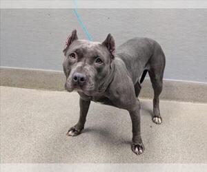 Mutt Dogs for adoption in Las Vegas, NV, USA